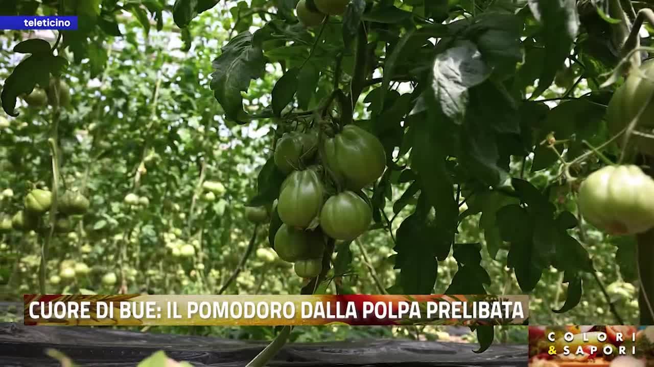 Colori&Sapori del 25 giugno 2026