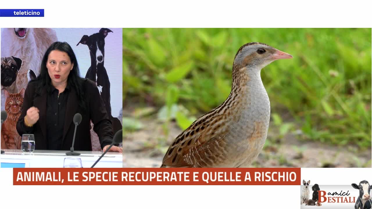 Amici Bestiali del 2 febbraio 2026 - ANIMALI, CHI VINCE E CHI PERDE