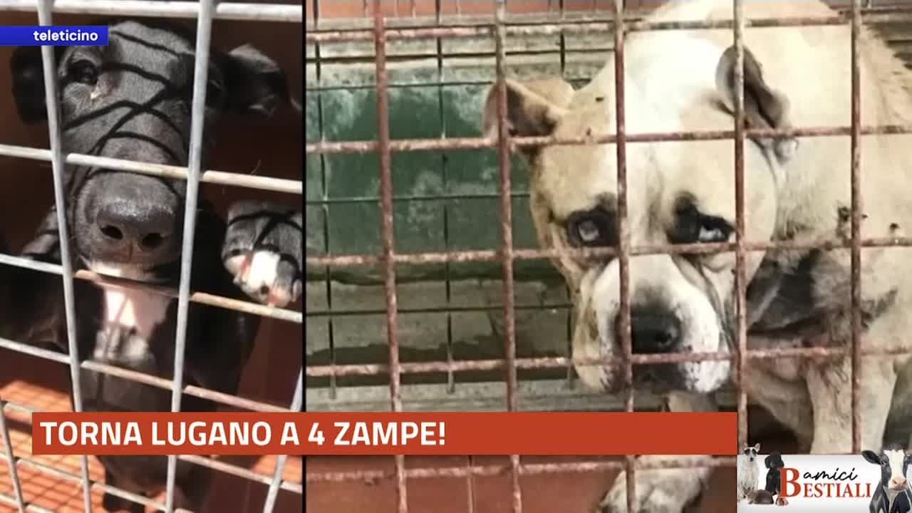 Amici Bestiali del 1 settembre 2025 - TORNA LUGANO A 4 ZAMPE