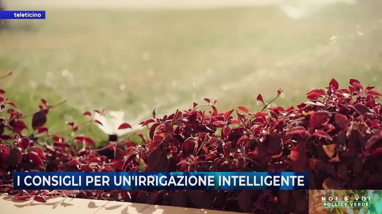 Noi&Voi del 8 luglio 2025 - I CONSIGLI PER UN’IRRIGAZIONE INTELLIGENTE