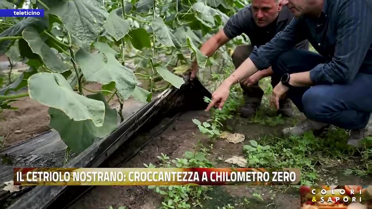 Colori&Sapori del 26 giugno 2026 - IL CETRIOLO NOSTRANO: CROCCANTEZZA A CHILOMETRO ZERO