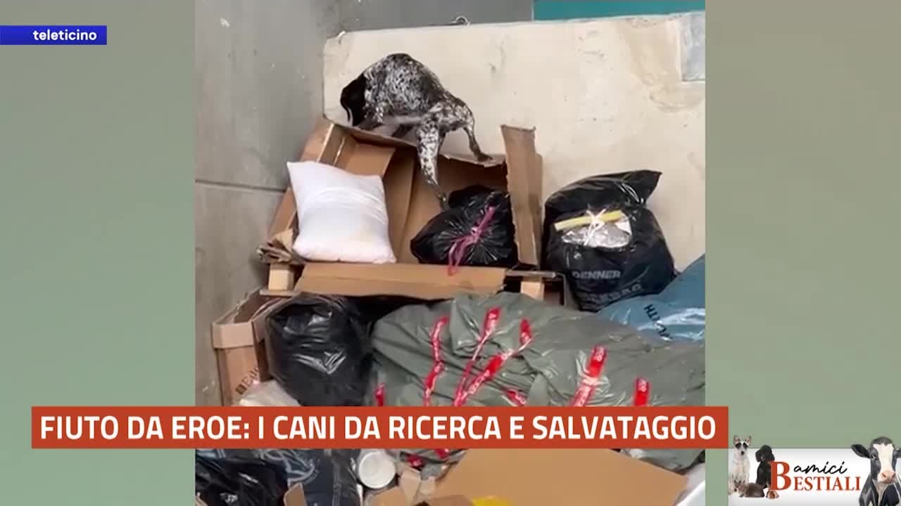 Amici Bestiali del 8 settembre 2025 - I CANI DA RICERCA E SALVATAGGIO