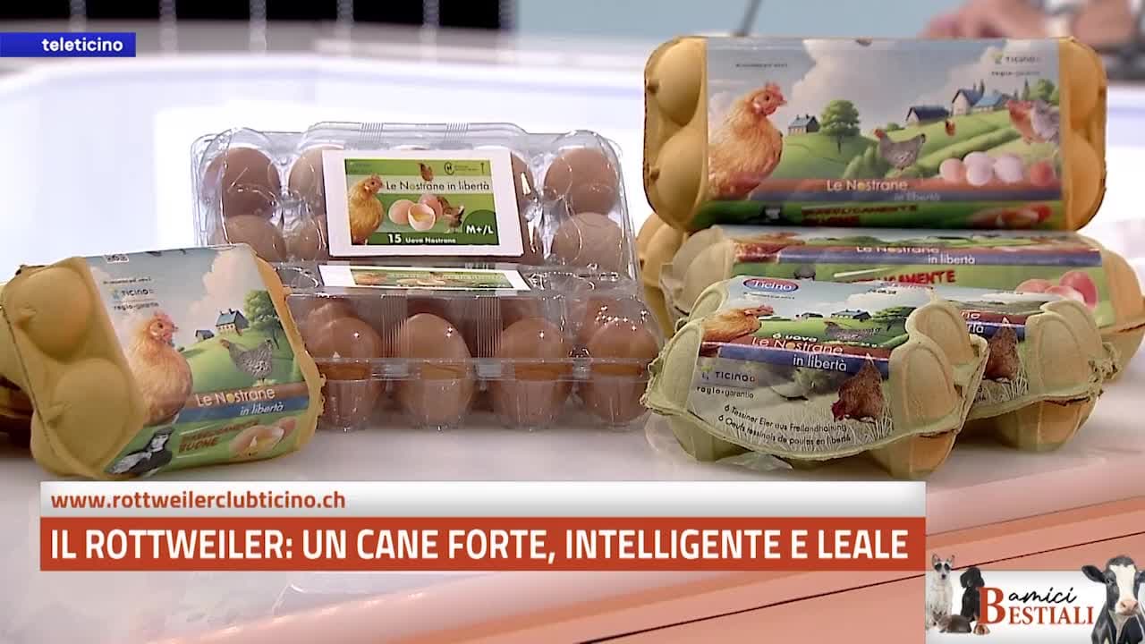 Amici Bestiali del 1 giugno 2026 -  Il Rottweiler, forte, intelligente e leale