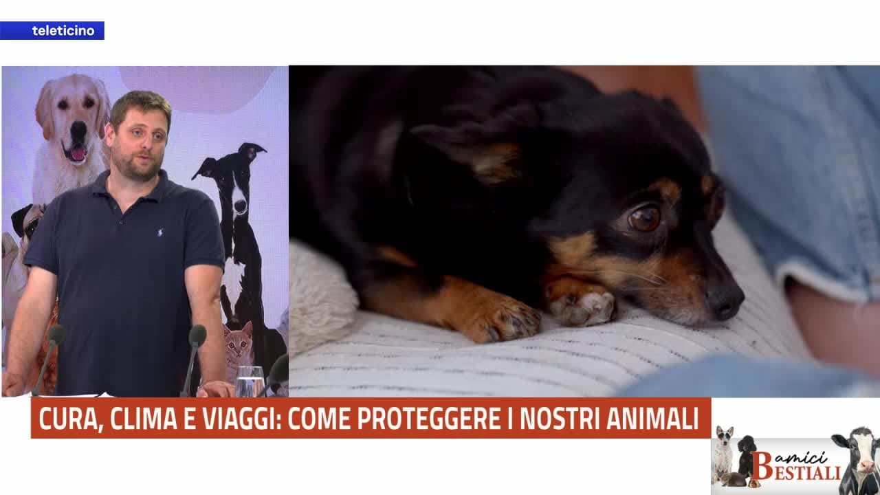 Amici Bestiali del 8 giugno 2026 - Cani e gatti: cura, clima e viaggi