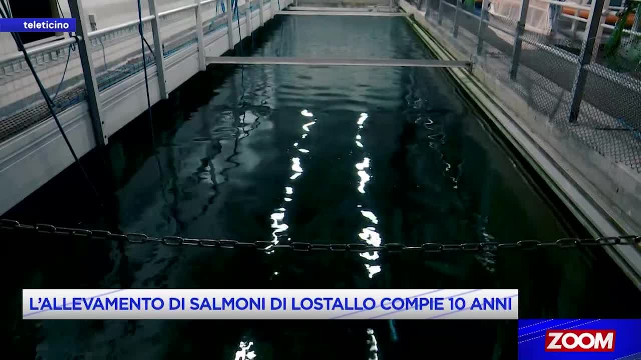 ZOOM - ALLEVAMENTO DI SALMONI A LOSTALLO
