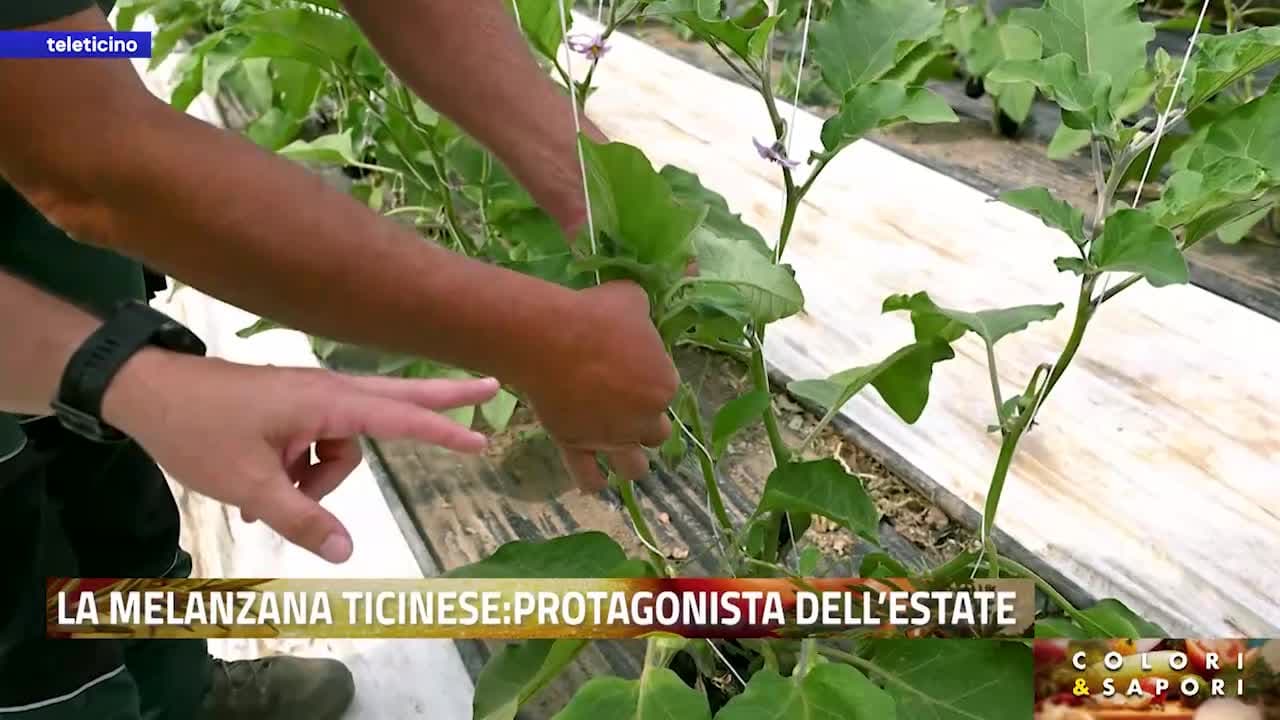 Colori&Sapori del 23 giugno 2026