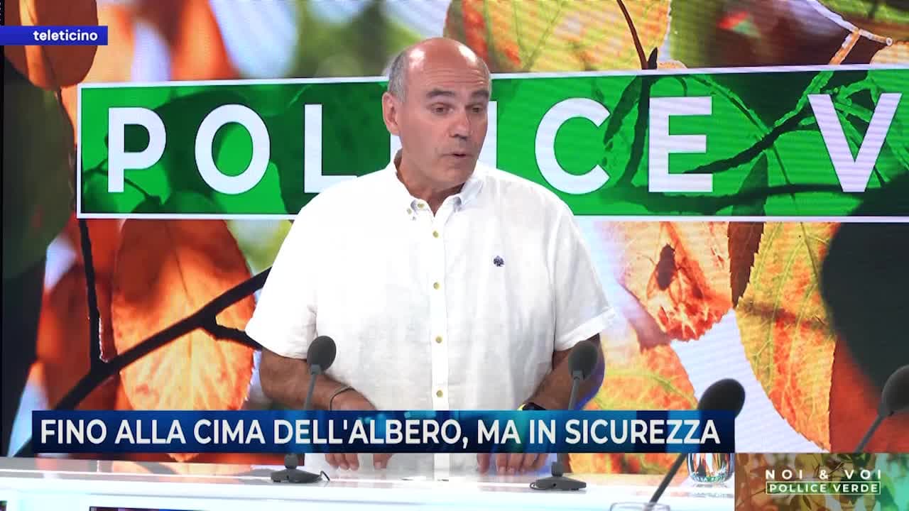 NOI & VOI DEL 10 GIUGNO 2025 - FINO ALLA CIMA DELL'ALBERO