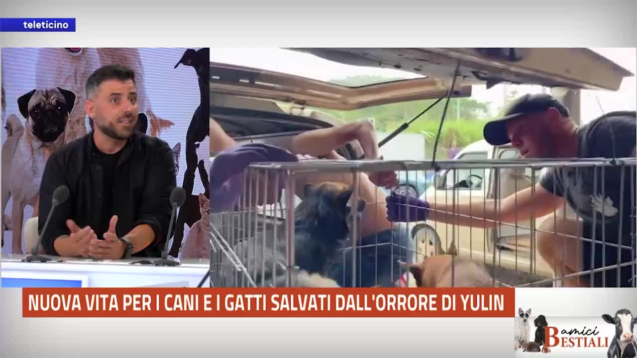 Amici Bestiali del 6 ottobre 2025 - NUOVA VITA PER I CANI E I GATTI SALVATI DALL'ORRORE DI YULIN