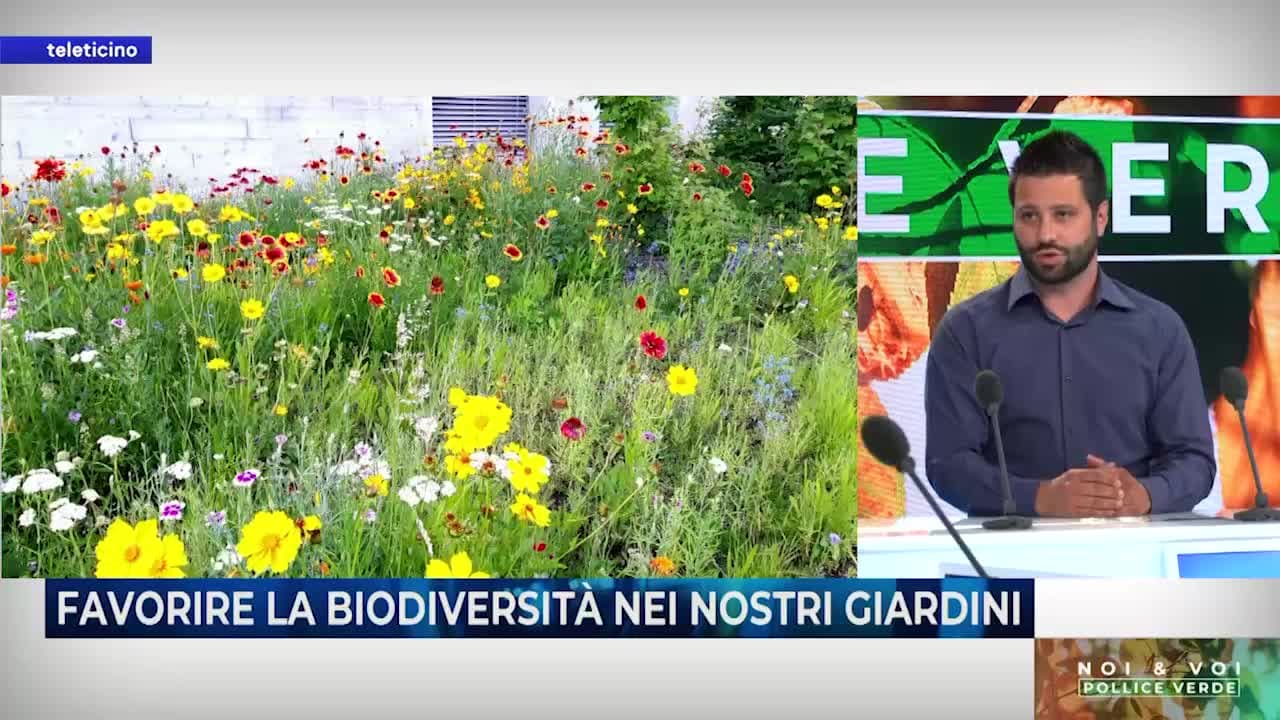 Noi&Voi del 29 luglio 2025 - FAVORIRE LA BIODIVERSITÀ NEI NOSTRI GIARDINI